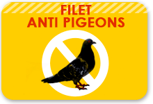 filet pigeon